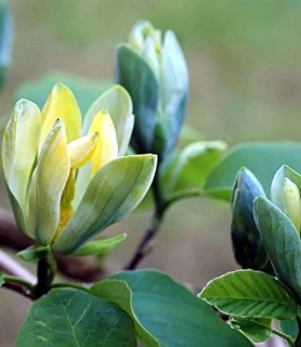 Magnolia 'Blue Opal' 120 cm kmeň